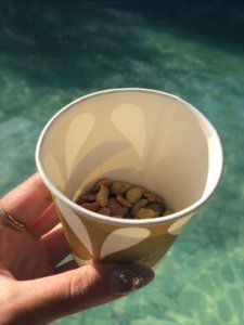 アラマンダの亀のエサやり体験