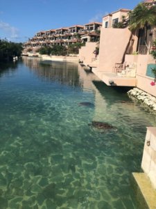 アラマンダのウミガメ