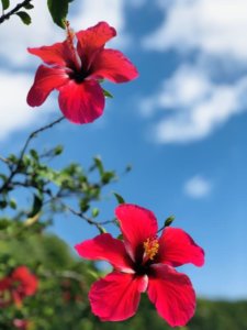 宮古島のハイビスカス